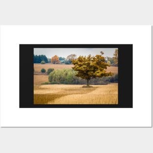 Fall Tree In Field Posters and Art